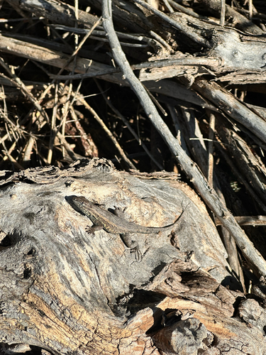 Southwestern Fence Lizard