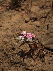 Euphorbia deccanensis