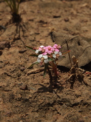 Euphorbia deccanensis