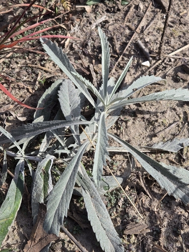 Artemisia ludoviciana, 2026-10-24