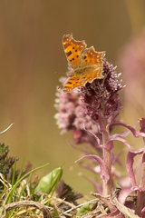 Polygonia c-album