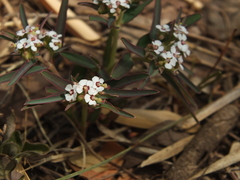 Euphorbia deccanensis