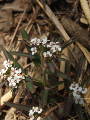 Euphorbia deccanensis
