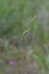 Festuca rupicola