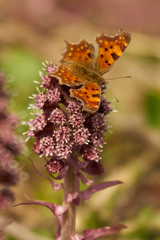 Polygonia c-album
