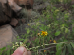 Grewia orbiculata