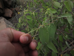 Grewia orbiculata