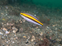 Pentapodus paradiseus