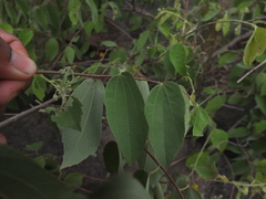 Grewia orbiculata
