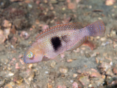 Choerodon cephalotes