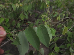 Grewia orbiculata