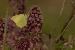 Gonepteryx rhamni