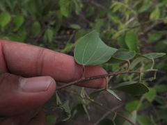 Grewia orbiculata