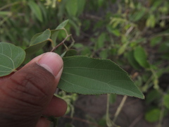 Grewia orbiculata