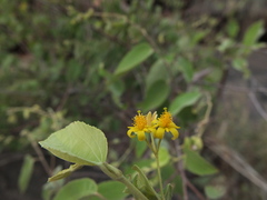 Grewia orbiculata