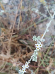Heliotropium rotundifolium