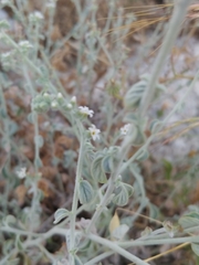 Heliotropium rotundifolium