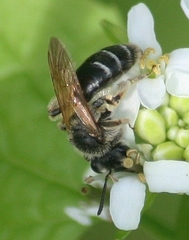 Andrena nasonii