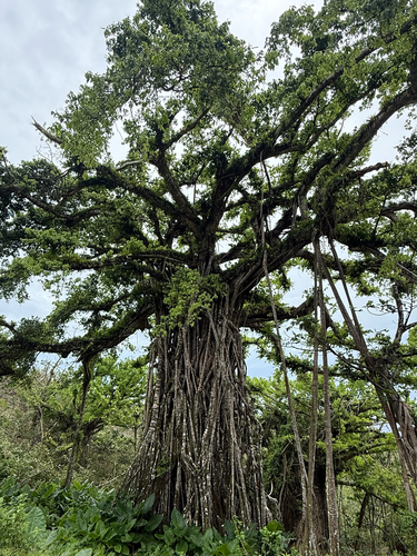Ficus prolixa observed 2026-10-17