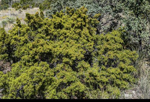 Redberry Juniper