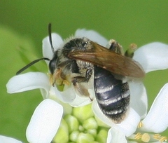 Andrena nasonii