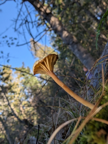 Umbelliferae observed 2026-10-24