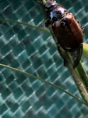 Phyllopertha horticola