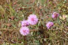 Mimosa nuttallii