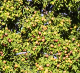 Redberry Juniper