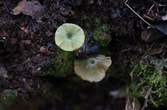 Entoloma rodwayi
