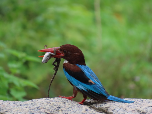 White-throated Kingfisher