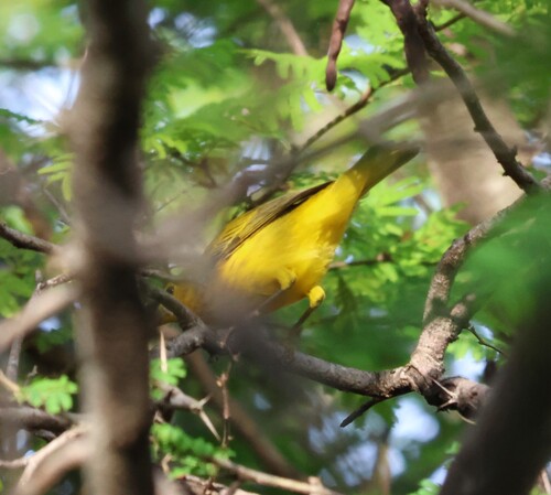 Mangrove Yellow Warbler