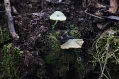 Entoloma rodwayi