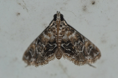 Elophila difflualis