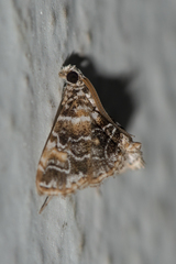 Elophila difflualis