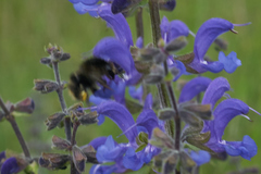 Bombus humilis