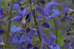 Bombus humilis