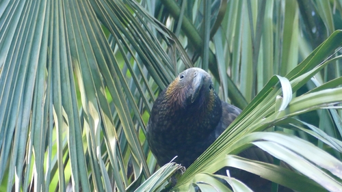 Nestor meridionalis observed 2026-10-25