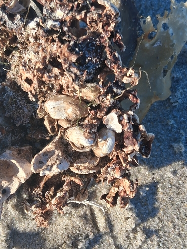 Hiatella arctica observed 2026-10-24