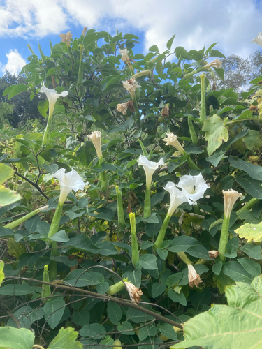 Datura metel observed 2026-10-24