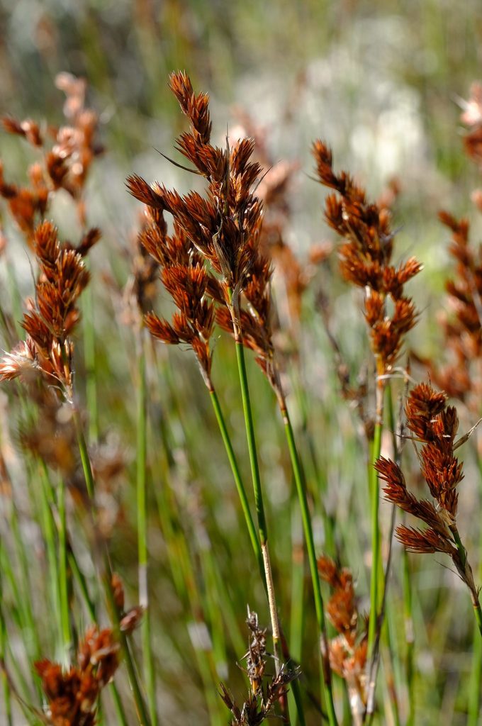 Red Thatchreed