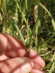 Eudianthe coeli-rosa
