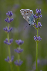 Polyommatus icarus
