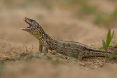 Sand Lizard photo 3