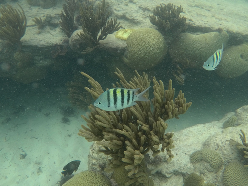 Abudefduf saxatilis observed 2026-10-24