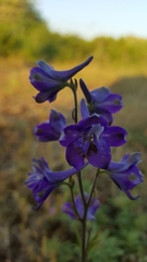 Delphinium pentagynum