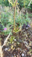 Delphinium pentagynum