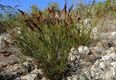 Thamnochortus fraternus