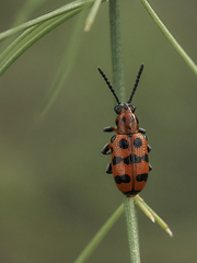 Crioceris quatuordecimpunctata