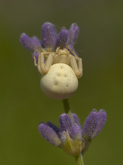 Misumena vatia